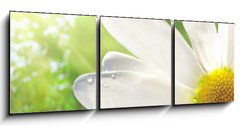 Obraz 3D tdln - 150 x 50 cm F_BM12750735 - Wild daisy
