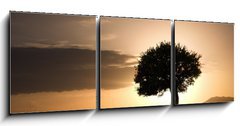 Obraz 3D tdln - 150 x 50 cm F_BM12824329 - solitary oak tree in golden sunset