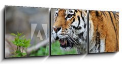 Obraz 3D tdln - 150 x 50 cm F_BM12988671 - Tiger