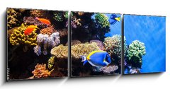 Obraz 3D třídílný - 150 x 50 cm F_BM131183702 - Tropical fishes on the coral reef