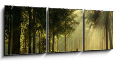 Obraz   Morning in a spring forest, 150 x 50 cm