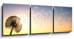 Obraz 3D třídílný - 150 x 50 cm F_BM137387337 - Pusteblume im Sonnenuntergang 1