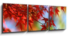 Obraz 3D tdln - 150 x 50 cm F_BM138623 - japanese red maple in autumn