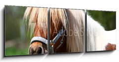 Obraz 3D tdln - 150 x 50 cm F_BM13919902 - Shetland-Pony