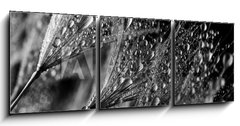 Obraz 3D třídílný - 150 x 50 cm F_BM140101726 - Abstract macro photo of plant seeds. Black and white - Abstraktní makro fotografie semen rostlin. Černý a bílý