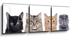 Obraz 3D tdln - 150 x 50 cm F_BM140782425 - closeup portrait of a group of cats of different breeds sitting in a line isolated over white background