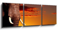 Obraz 3D tdln - 150 x 50 cm F_BM14132001 - African nature concept