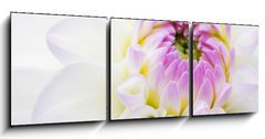 Obraz 3D tdln - 150 x 50 cm F_BM14142356 - Dahlia close-up