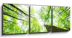 Obraz 3D tdln - 150 x 50 cm F_BM14160017 - forest