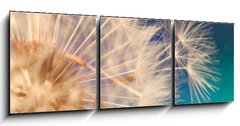 Obraz 3D třídílný - 150 x 50 cm F_BM143134951 - white dandelion flower with seeds in springtime in blue turquoise abstract backgrouds