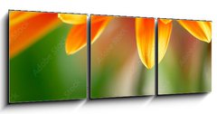 Obraz 3D třídílný - 150 x 50 cm F_BM14392281 - Closeup photo of yellow daisy - Detailní fotografie žluté sedmikrásky