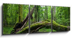 Obraz   Deciduous stand of Bialowieza Forest, 150 x 50 cm