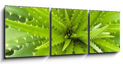 Obraz 3D třídílný - 150 x 50 cm F_BM14463582 - Aloe vera
