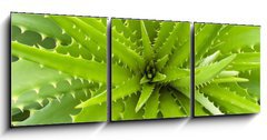 Obraz 3D tdln - 150 x 50 cm F_BM14463582 - Aloe vera