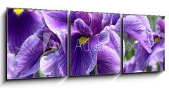 Obraz 3D tdln - 150 x 50 cm F_BM14563654 - Purple Flag Iris