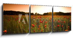 Obraz   poppies field, 150 x 50 cm