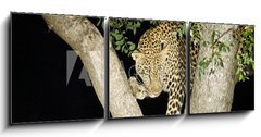 Obraz   leopard, 150 x 50 cm