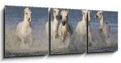 Obraz   Chevaux de Camargue, 150 x 50 cm