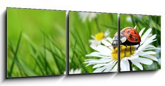 Obraz 3D tdln - 150 x 50 cm F_BM14889076 - Marienk fer auf Bl te 5.1 - Marienk fer na listu 5.1