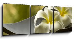 Obraz   special spa flowers, 150 x 50 cm