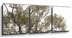Obraz 3D tdln - 150 x 50 cm F_BM149190909 - tree isolated on white background.