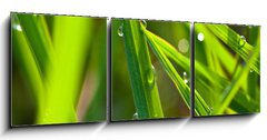 Obraz   leaf with dew, 150 x 50 cm