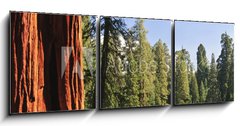 Obraz 3D třídílný - 150 x 50 cm F_BM15203016 - Sequoia National forest, CA - Sequoia národní les, CA