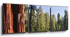 Obraz   Sequoia National forest, CA, 150 x 50 cm