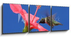 Obraz 3D tdln - 150 x 50 cm F_BM15250716 - Ruby-throated Hummingbird