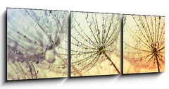 Obraz 3D tdln - 150 x 50 cm F_BM155375500 -  dandelion flower background