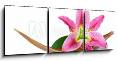 Obraz   Beautiful lily flower, 150 x 50 cm