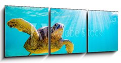 Obraz   An endangered Hawaiian Green Sea Turtle cruises in the warm waters of the Pacific Ocean in Hawaii., 150 x 50 cm