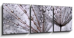 Obraz 3D tdln - 150 x 50 cm F_BM15712767 - dandelion seeds