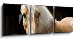 Obraz 3D tdln - 150 x 50 cm F_BM15900337 - Haflinger Portrait