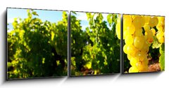 Obraz 3D tdln - 150 x 50 cm F_BM15932311 - La Vigne