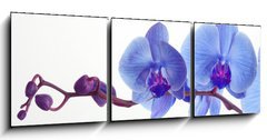 Obraz   Blue orchid, 150 x 50 cm