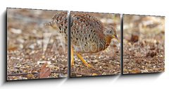 Obraz 3D tdln - 150 x 50 cm F_BM161127191 - Yellow-legged Buttonquail Turnix tanki Male Cute Birds of Thailand