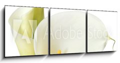Obraz 3D tdln - 150 x 50 cm F_BM16158957 - White Calla Lilies