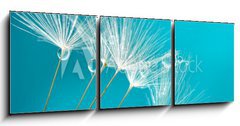 Obraz   Seeds of dandelion flowers with water drops on a blue and turquoise background macro., 150 x 50 cm