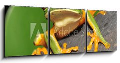 Obraz 3D tdln - 150 x 50 cm F_BM16286754 - red eyed green tree frog curiously looking at camera