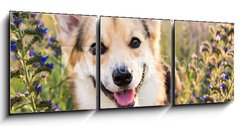 Obraz 3D tdln - 150 x 50 cm F_BM164383181 - Happy and active purebred Welsh Corgi dog outdoors in the flowers on a sunny summer day.