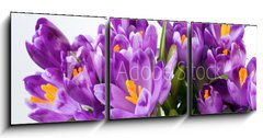 Obraz 3D tdln - 150 x 50 cm F_BM16489898 - crocus flower - krokus kvtina