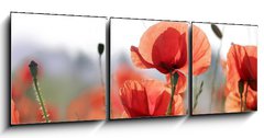 Obraz 3D tdln - 150 x 50 cm F_BM16525466 - mohnblumen