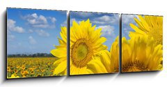 Obraz 3D tdln - 150 x 50 cm F_BM16872718 - Some yellow sunflowers against a wide field and the blue sky