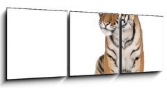 Obraz 3D tdln - 150 x 50 cm F_BM16916235 - Portrait of Bengal Tiger, sitting in front of white background