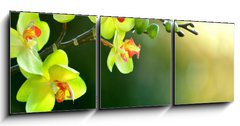 Obraz 3D tdln - 150 x 50 cm F_BM17174555 - Orchidee