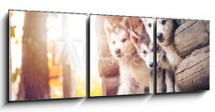 Obraz 3D tdln - 150 x 50 cm F_BM173233057 - group of cute puppy alaskan malamute run on grass garden