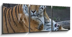 Obraz 3D tdln - 150 x 50 cm F_BM17332495 - Tigermutter mit Kind