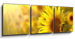 Obraz 3D tdln - 150 x 50 cm F_BM17477297 - Sunflower on a meadow in the light of the setting sun