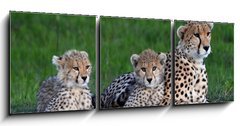 Obraz 3D tdln - 150 x 50 cm F_BM177537572 - Maman gupard et ses 2 petits blottis sur un rocher, dans la savane verte du Parc Masa Mara, au Kenya